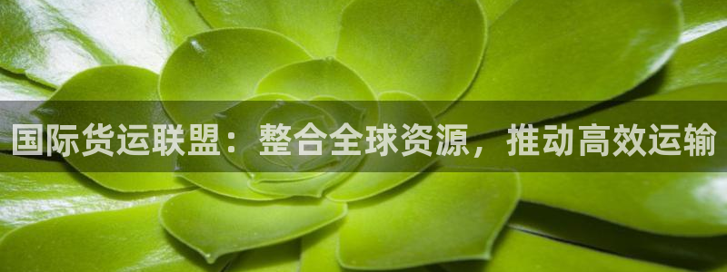 k豆钱包怎么使用：国际货运联盟：整合全球资源，推动高效运